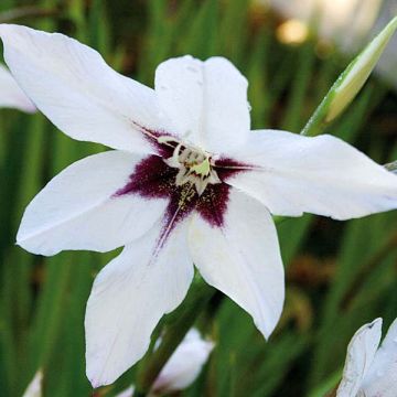 Gladiolo de Abisinia - Gladiolo callianthus