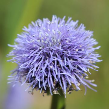 Globularia punctata - Coronilla de fraile