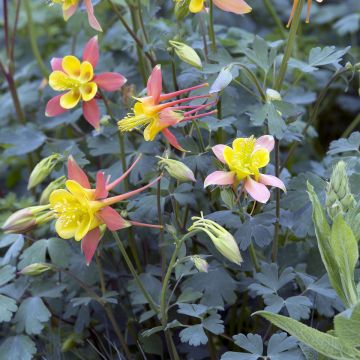 Aquilegia skinneri Tequila Sunrise