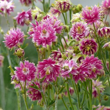 Pink aguileña - Aquilega Nora Barlow