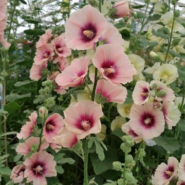 Alcea rosea Halo Apricot - Malva real