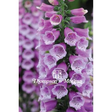 Digitalis purpurea Dalmatian Purple F2