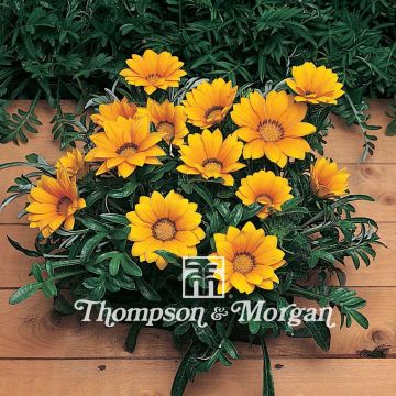 Gazania rigens Kiss Gold F1