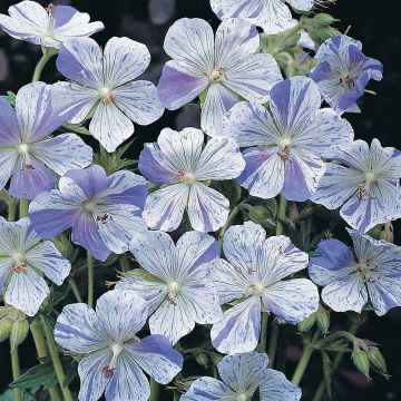 Geranio de prado Striatum - Geranium pratense