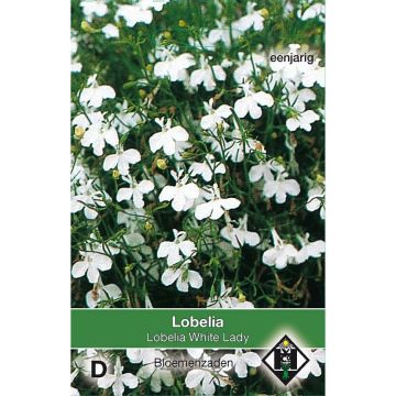 Lobelia erinus White Lady