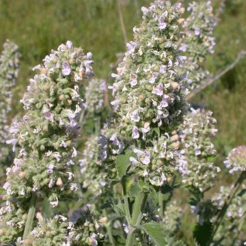 Menta gatuna - Nepeta cataria