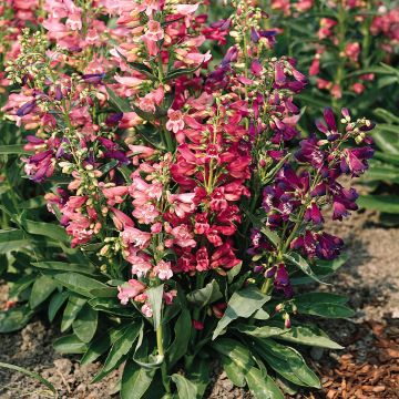 Penstemon Cambridge Mixture