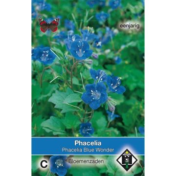 Phacelia campanularia Blue Wonder