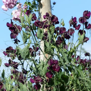 Guisante de olor Beaujolais - Lathyrus odoratus