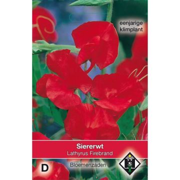 Guisante de olor Firebrand - Lathyrus odoratus