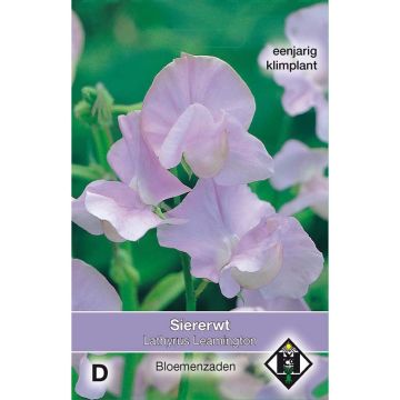 Guisante de olor Leamington - Lathyrus odoratus