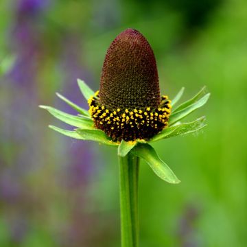 Rudbeckia occidentalis Green Wizard (semillas)