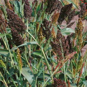 Sorghum nigrum (semillas) - Sorgo