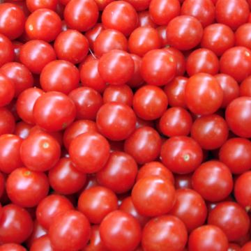 Tomate cherri Crokini F1