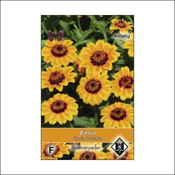 Zinnia Soleado