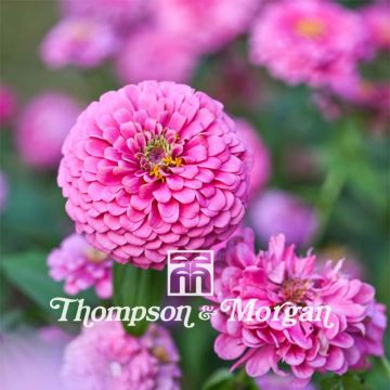 Zinnia Miss Willmott