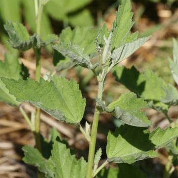 Malvavisco Bio - Ferme de Sainte Marthe - Althaea officinalis