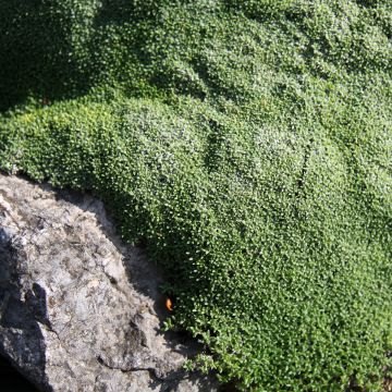 Gypsophila aretioides - Gipsófila