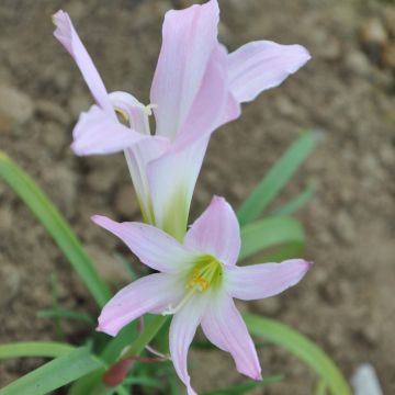 Habranthus robustus - Cebolleta rosada