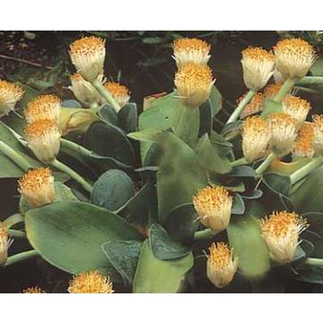 Scadoxus ou haemanthus albiflos