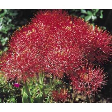 Scadoxus ou haemanthus multiflorus