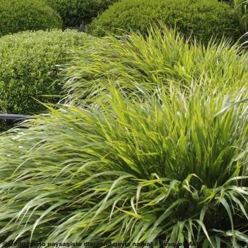 Hakonechloa macra - Hierba de Hakone