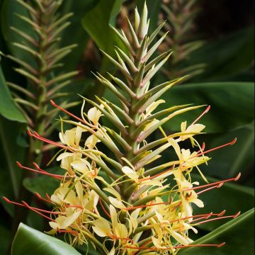 Hedychium gardnerianum