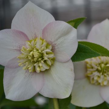 Eléboro oriental Anemone Rosa