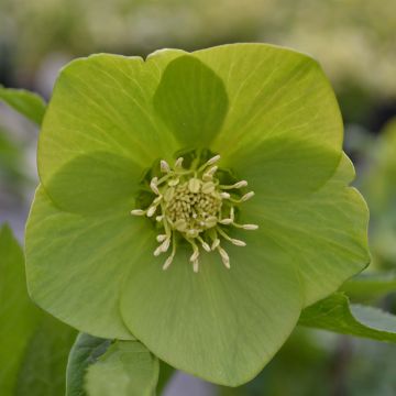 Eléboro Green-flowered - Eléboro