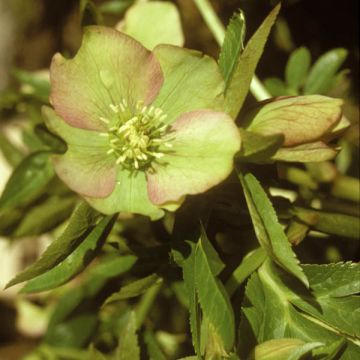 Helleboro torquato - Helleborus torquatus