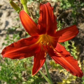 Hemerocallis Flambeau