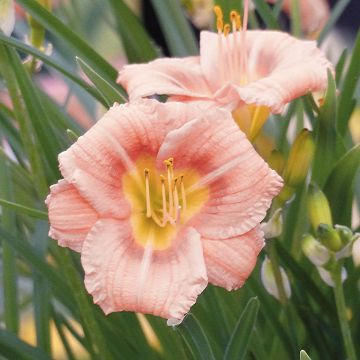 Hemerocallis Everydaylily Rose