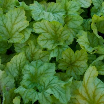 Heuchera Mint Julep