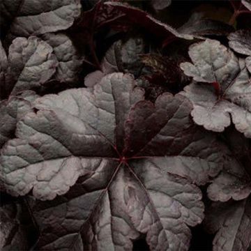 Heucherella Onyx