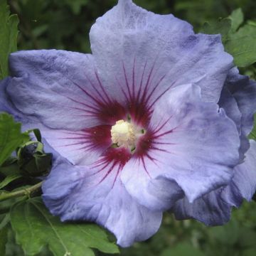 Altea Marina - Hibiscus syriacus