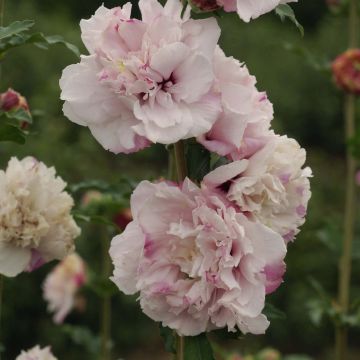 Hibiscus syriacus French Cabaret Pastel - Altea