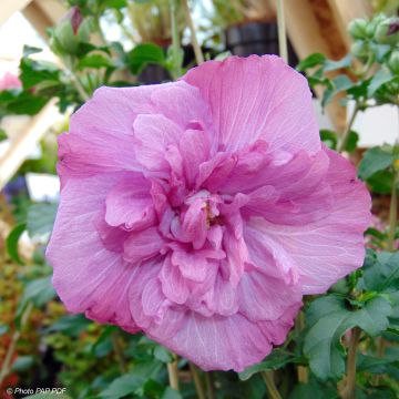 Altea Magenta Chiffon - Hibiscus syriacus