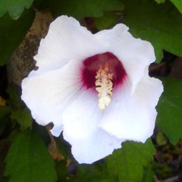 Hibiscus syriacus Speciosus - Altea