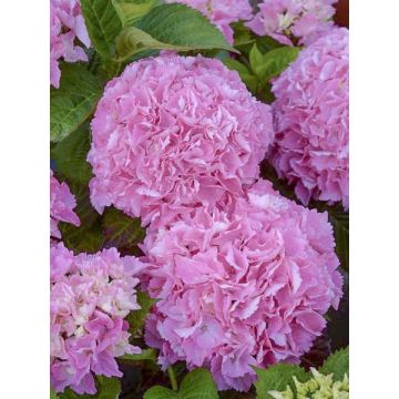 Hortensia macrophylla Big Data Pink - Hydrangea