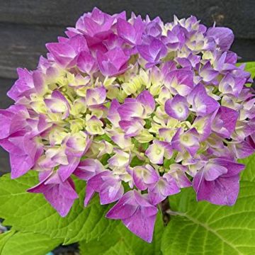 Hortensia macrophylla Flair & Flavours Sweet Cupcake - Hydrangea