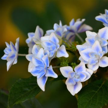 Hortensia macrophylla Star Gazer Blue - Hydrangea