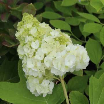 Hortensia quercifolia Harmony - Hortensia de hoja de roble