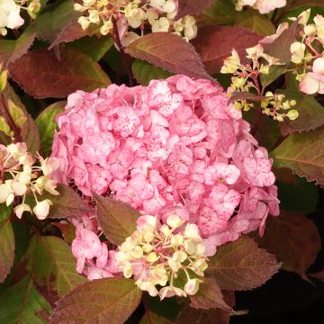 Hortensia serrata Precioza - Hydrangea