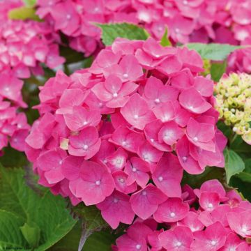 Hortensia macrophylla Leuchtfeuer - Hydrangea