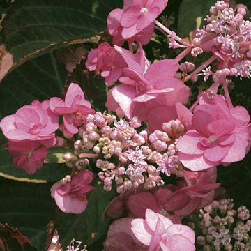 Hortensia serrata Santiago - Hydrangea