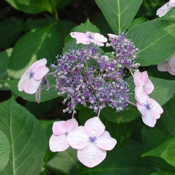 Hortensia serrata Tiara - Hydrangea