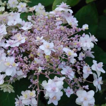 Hortensia involucrata Yoraku Tama - Hydrangea