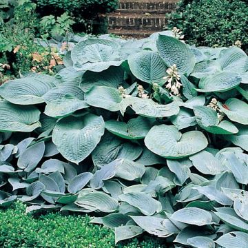 Hosta Big daddy