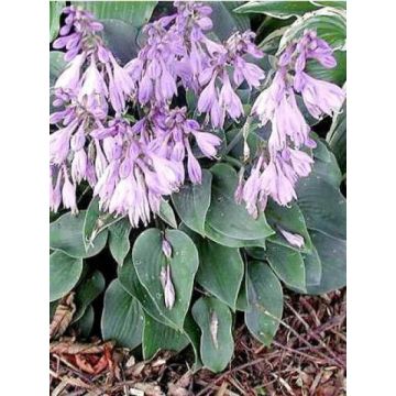 Hosta Hosta Blue Cadet