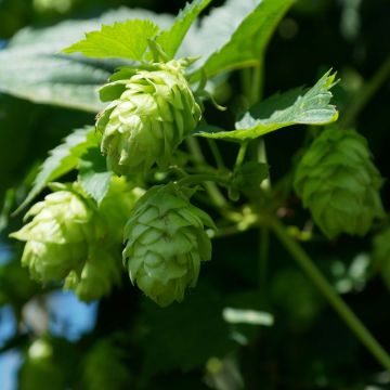 Lúpulo Magnum - Humulus lupulus